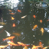 фото из отзыва ID 1181313