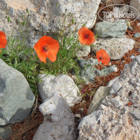 фото из отзыва ID 1181332