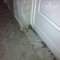 фото из отзыва ID 1180080