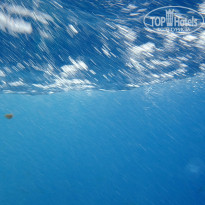 фото из отзыва ID 1183988