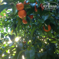 фото из отзыва ID 1185934