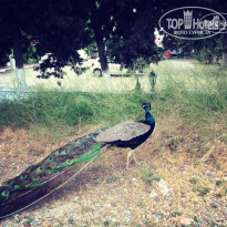 фото из отзыва ID 1186058