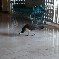 фото из отзыва ID 1189149