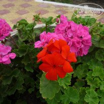 фото из отзыва ID 1189317