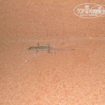 фото из отзыва ID 119074