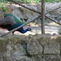 фото из отзыва ID 1190336