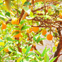 фото из отзыва ID 1192107