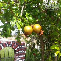 фото из отзыва ID 1193111