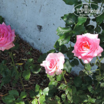 фото из отзыва ID 1193359