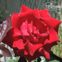 фото из отзыва ID 1193359