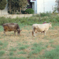 фото из отзыва ID 1194504