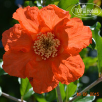 фото из отзыва ID 1197528