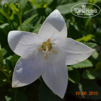 фото из отзыва ID 1197528