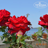 фото из отзыва ID 1197528