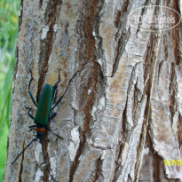 фото из отзыва ID 1198097