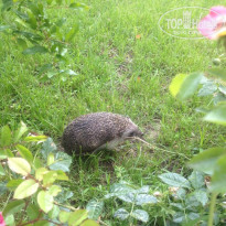 фото из отзыва ID 1198869