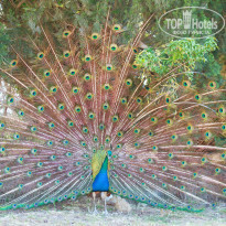 фото из отзыва ID 1196434