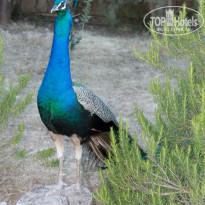 фото из отзыва ID 1196434