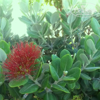 фото из отзыва ID 1199272