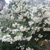 фото из отзыва ID 1198620