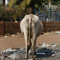 фото из отзыва ID 120050