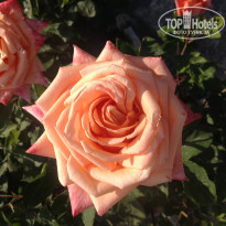 фото из отзыва ID 1201688