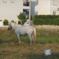 фото из отзыва ID 1202190