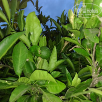 фото из отзыва ID 1203553