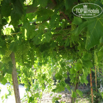 фото из отзыва ID 1204020