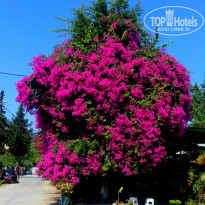 фото из отзыва ID 1204091