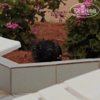 фото из отзыва ID 1207186