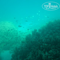 фото из отзыва ID 1207393