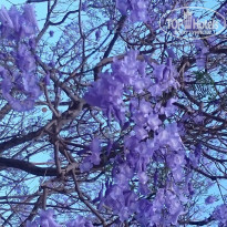 фото из отзыва ID 1207726