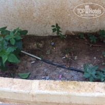 фото из отзыва ID 1207851