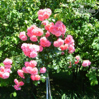 фото из отзыва ID 1208513