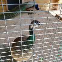 фото из отзыва ID 1209454