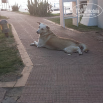 фото из отзыва ID 1209635