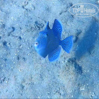 фото из отзыва ID 1203144