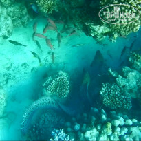 фото из отзыва ID 1203144