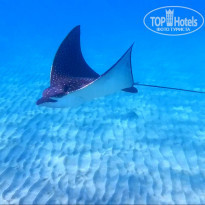 фото из отзыва ID 1203144