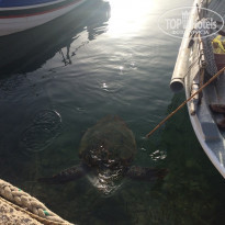 фото из отзыва ID 1210342