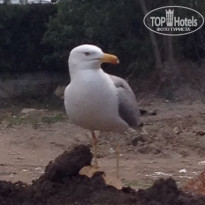 фото из отзыва ID 1212367