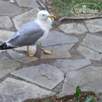 фото из отзыва ID 1213588