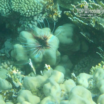 фото из отзыва ID 1215477