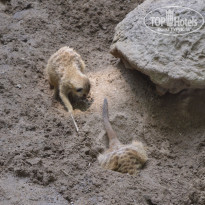 фото из отзыва ID 1216453