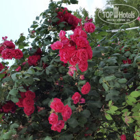 фото из отзыва ID 1216783