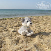 фото из отзыва ID 1217005