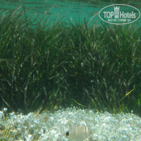 фото из отзыва ID 1217163