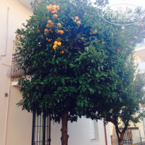 фото из отзыва ID 1217501