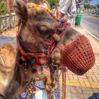 фото из отзыва ID 1217863